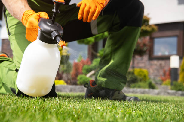 Best Spider Control Near Me  in Seagoville, TX